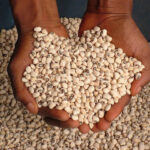 Cowpea