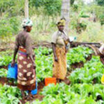 camap-Building-Nigeria’s-agribusiness-smallholder-farmers-The-AATF-initiative