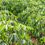 camap-Cassava-Mechanisation-and-Agro-processing-Project-inspires-hope-in-Nigeria