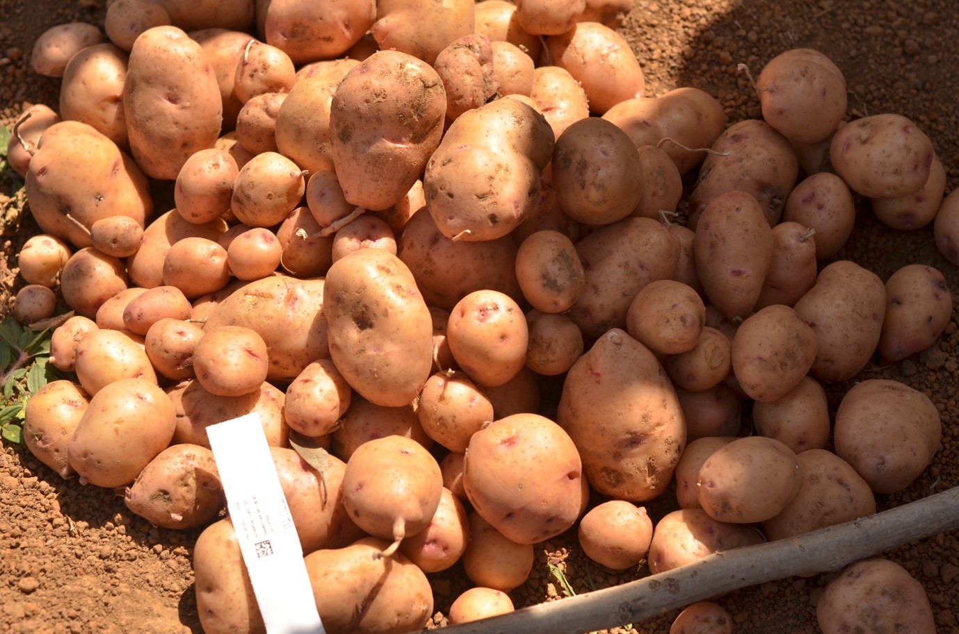 Nutrition Facts – The Alliance for Potato Research & Education