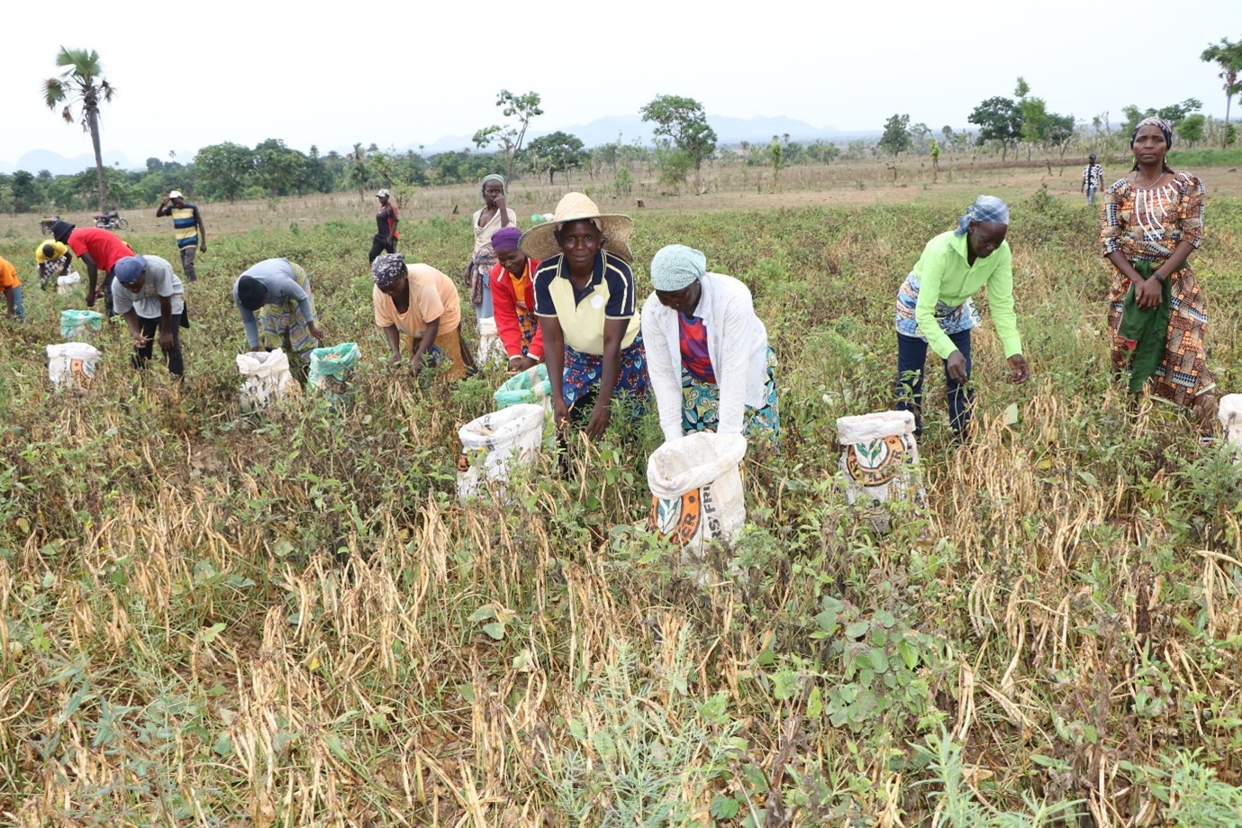 Replicating Nigeria's Pod Borer Resistant Cowpea Success Story in West  Africa - AATF